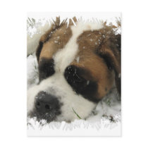 St Bernard Dog Postcard