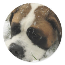 St Bernard Dog Sticker