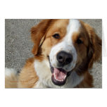 St. Bernard Mix Happy Dog cards