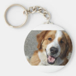 St. Bernard Mix Happy Dog keychains