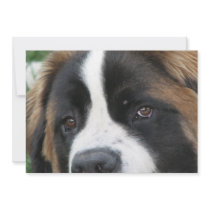 St Bernard Puppies Invitation