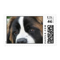 St Bernard Puppies Postage Stamp