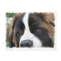 St Bernard Puppies Postcard