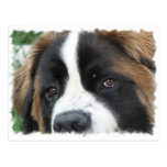 St Bernard Puppies Postcard