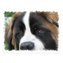 St Bernard Puppies Postcard