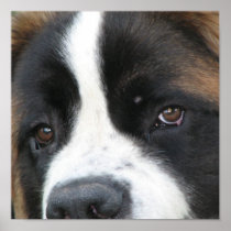 St Bernard Puppies Poster Print