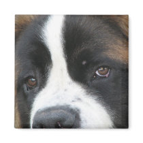 St Bernard Puppies Square Magnet