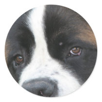 St Bernard Puppies Sticker
