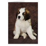 St. Bernard Puppy cards