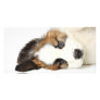 St. Bernard Puppy Custom Photo Card
