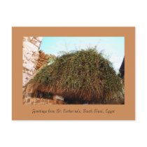 St. Catherine's Monastery, South Sinai, Egypt Postcard