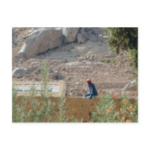 St. Catherine's Monastery, South Sinai, Egypt Post Card