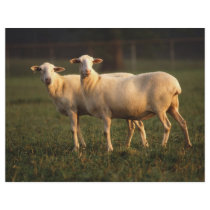 St. Croix sheep Flyer