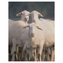 St. Croix sheep Flyer Design