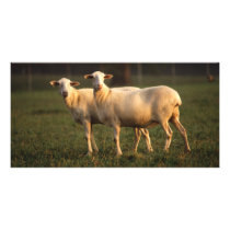 St. Croix sheep Photo Card Template
