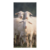 St. Croix sheep Photo Cards