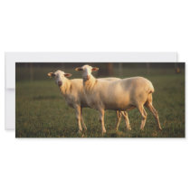 St. Croix sheep Personalized Rack Card