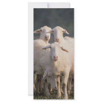 St. Croix sheep Rack Card Template