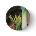St David's Day Buttons