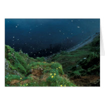 St. George Island Bluff View Greeting Cards
