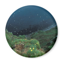 St. George Island Bluff View Refrigerator Magnets