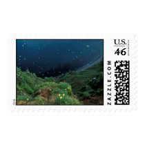 St. George Island Bluff View Stamp