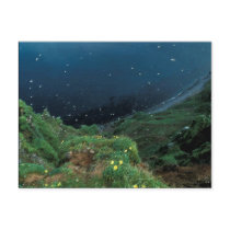 St. George Island Bluff View Postcard