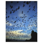 St. George Island, Pribilof Islands, Bering Sea flyers