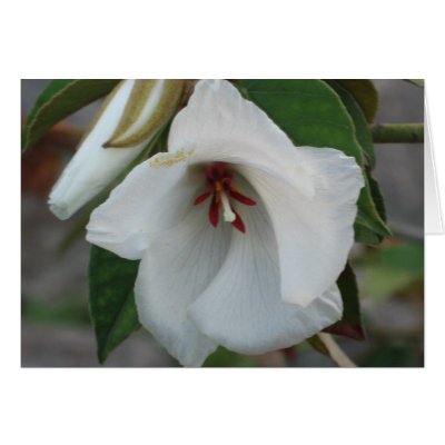 St.Helena Greeting Cards by ggbythebay