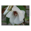 St.Helena cards