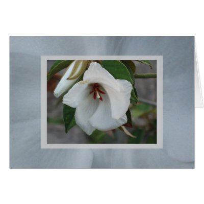 St.Helena Cards by ggbythebay