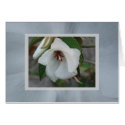 St.Helena cards by ggbythebay St.Helena cards