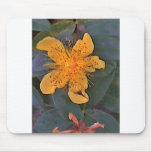 St John's Wort Mouse Pads