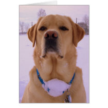 St. Labrador cards