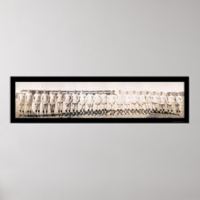 St Louis Cardinals Team Photo 1911 Posters
