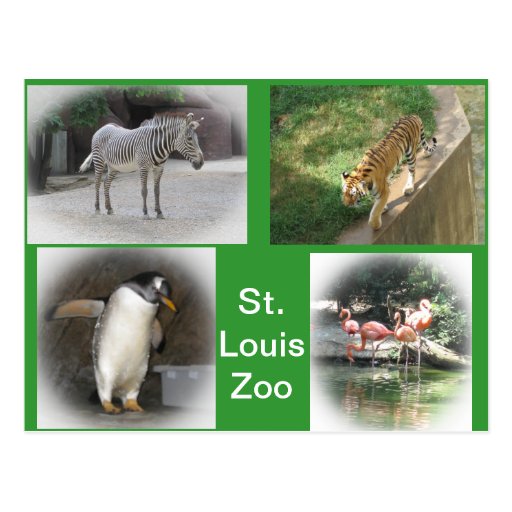 St. Louis Zoo Postcard | Zazzle