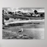 St Mawes Seagull posters