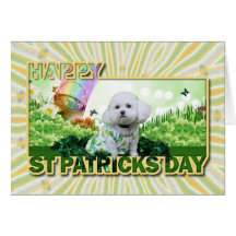 St Patrick's Day - Bichon Frise - Mia Card
