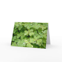 St. Patrick's Day clover cards
