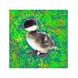 St. Patrick's Day Goose