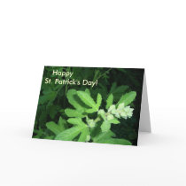 Planta verde do dia de St Patrick cartões