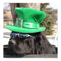 St Patrick's Dog posters