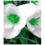 St Patrick's Green Flowers