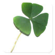 St. Patrick's Shamrock Square Stickers