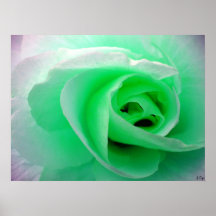 st pats rose, S Cyr Poster
