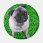 St. Patty's Pug Fridge Magnets