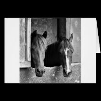 Stable mates cards