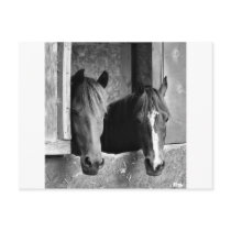 Stable mates postcards