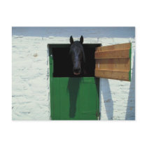 Stabled Horse with French Door postcards by HorseLoversGifts Stabled Horse with French Door postcards