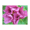 Stacey's Floral Design's postcards